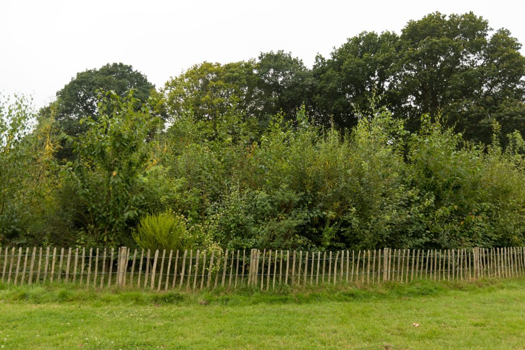 Túi rừng Miyawaki là gì? Khám phá túi rừng Miyawaki tại Retreat Forest