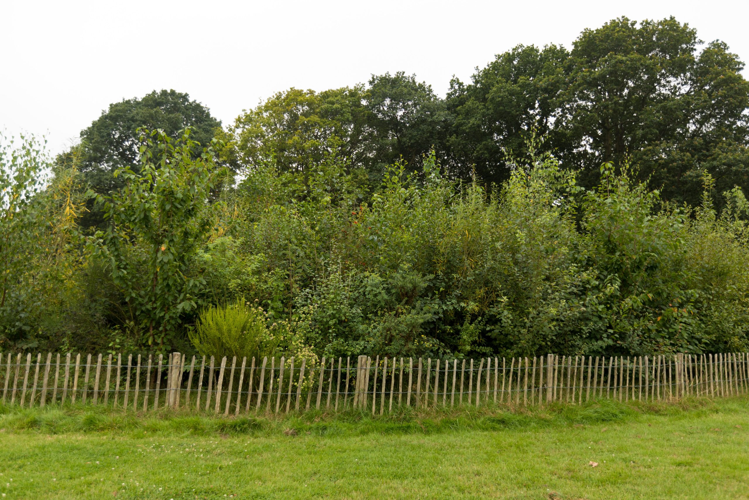 Túi rừng Miyawaki là gì? Khám phá túi rừng Miyawaki tại Retreat Forest